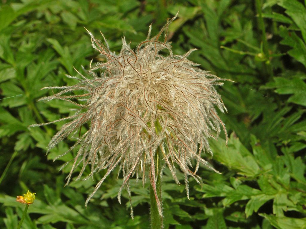 Un fiore ... capellone - infruttescenza di  Pulsatilla sp